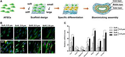 The role of microenvironment in stem cell-based regeneration of intervertebral disc